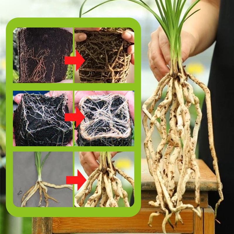 Arenzza Rapid Strong Rooting Fertilizer bag for gardening, featuring branding and product details on the packaging.