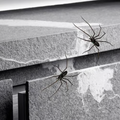 Realistic spider fridge magnet from Arenzza, suitable for refrigerators, garage doors, or cars, decorative houseware and kitchen accessory.