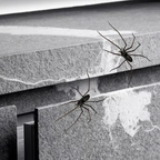 Realistic spider fridge magnet from Arenzza, suitable for refrigerators, garage doors, or cars, decorative houseware and kitchen accessory.