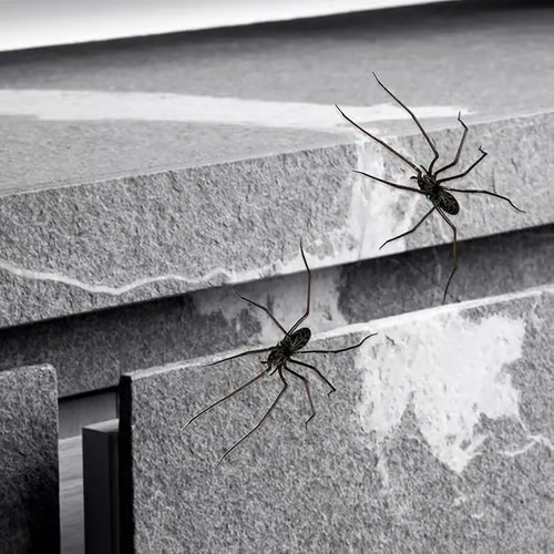 Realistic spider fridge magnet from Arenzza, suitable for refrigerators, garage doors, or cars, decorative houseware and kitchen accessory.