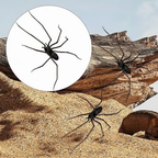 Realistic spider fridge magnet by Arenzza, perfect for refrigerators, garage doors, or cars, adding a fun houseware touch.