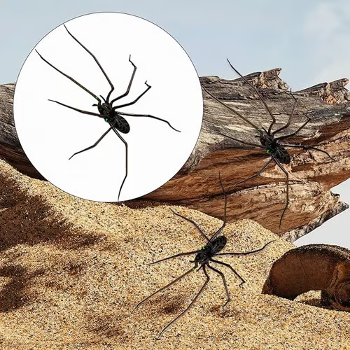 Realistic spider fridge magnet by Arenzza, perfect for refrigerators, garage doors, or cars, adding a fun houseware touch.