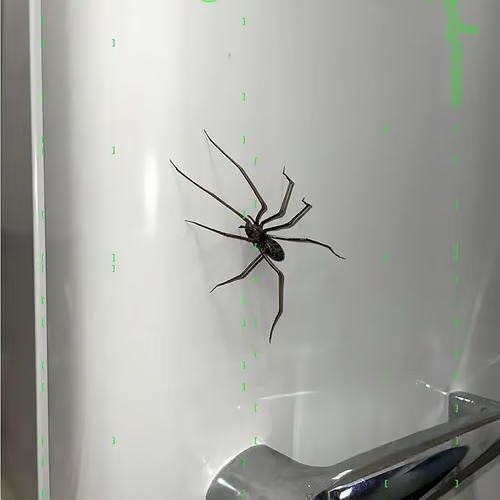 Realistic spider fridge magnet by Arenzza, suitable for refrigerators, garage doors, or cars, with detailed arachnid design.