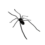 Realistic spider fridge magnet from Arenzza, suitable for refrigerator, garage door, or car, adds a fun houseware touch.