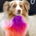Arenzza non-toxic pet hair dye in a small container, pet grooming supplies designed for safe, vibrant pet hair coloring.