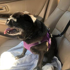 Arenzza 2-in-1 dog car seat belt and walking leash, adjustable pet safety harness for car travel and walks.
