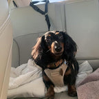 Arenzza 2-in-1 dog car seat belt and walking leash for pet safety, shown in use with a small dog on a leash and car seat.
