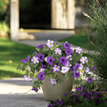 Artificial petunias by Arenzza, weatherproof floral display featuring vibrant, lifelike purple petunias in a natural arrangement.