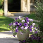 Artificial petunias by Arenzza, weatherproof floral display featuring vibrant, lifelike purple petunias in a natural arrangement.