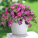Weatherproof Arenzza artificial petunias for floral displays, featuring realistic, vibrant purple flowers in a natural garden setting.