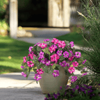 Colorful lifelike artificial petunias by Arenzza in a weatherproof floral display, showcasing vibrant, realistic-looking flowers.