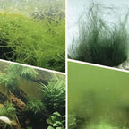Arenzza algae and moss remover tool for fish tanks, designed for safe water purification and cleaning algae and moss from aquarium surfaces.