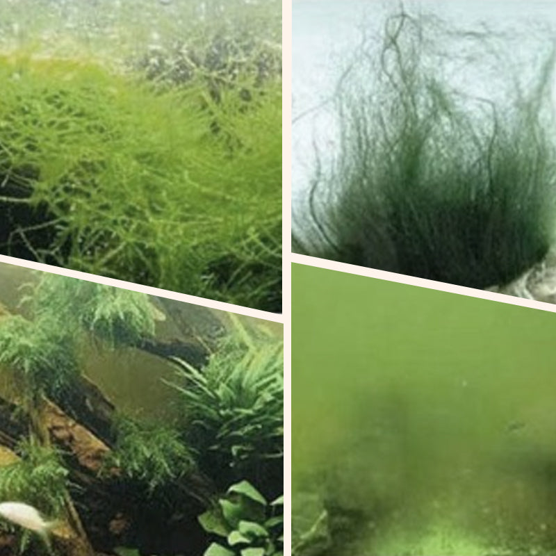 Arenzza algae and moss remover tool for fish tanks, designed for safe water purification and cleaning algae and moss from aquarium surfaces.