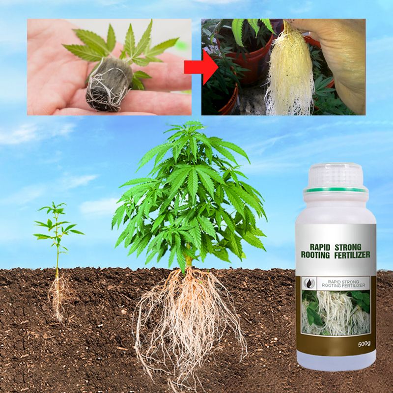 Arenzza Rapid Strong Rooting Fertilizer container for gardening, shown with label and garden tools in the background.