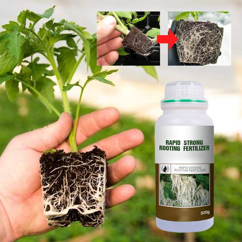 Arenzza Rapid Strong Rooting Fertilizer container with garden tools and fertilizer granules for healthy plant roots.