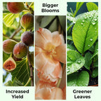 Arenzza All-in-One Plant Regeneration Concentrate bottle for gardening, designed to boost plant health and growth.