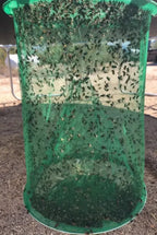 Arenzza Fast Fly Catcher tool in garden setting, showing the device designed to trap flies effectively.