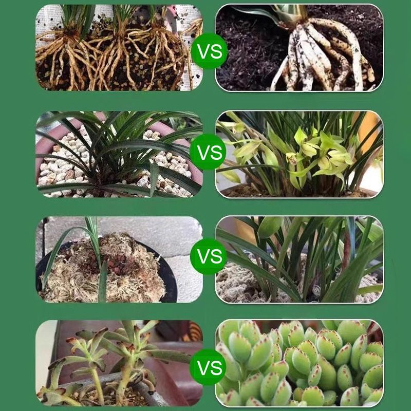 Arenzza Plant and Flower Activation Liquid bottles for vibrant garden growth, shown with fresh green plants and blooming flowers.